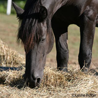 A balanced diet is essential to a healthy horse