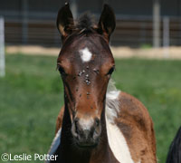 Tips on how to be a more environmentally friendly horse owner