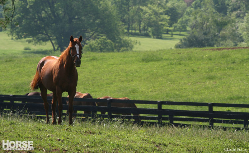 Kentucky Equine Humane Center