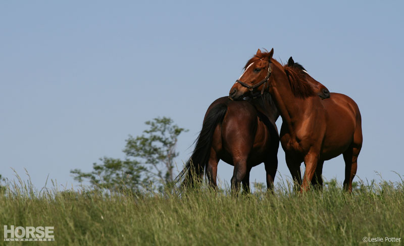 Mutual Grooming