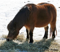 The amount of hay you feed your horse will change during the winter