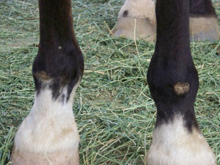 Paddock sores on a horse's fetlocks