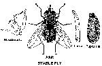 Stable Fly field guide