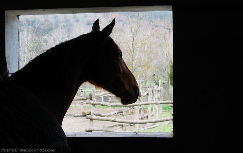 Horse in stall