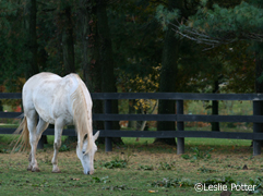 Finding the perfect retirement home for your horse will require research