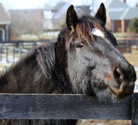 Clipping your horse's hair is a must-do for spring cleaning