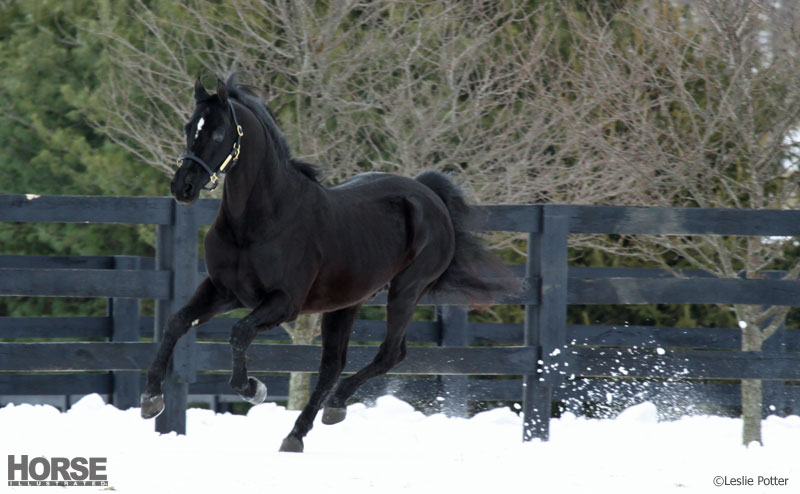 Winter horse