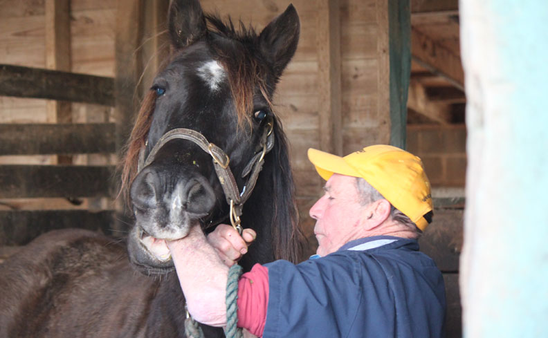 Equine Dentist