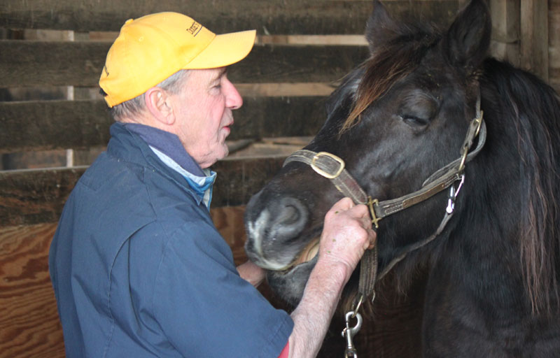 Equine Dentist