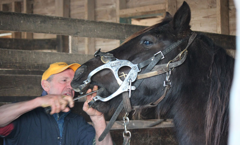 Equine Dentist