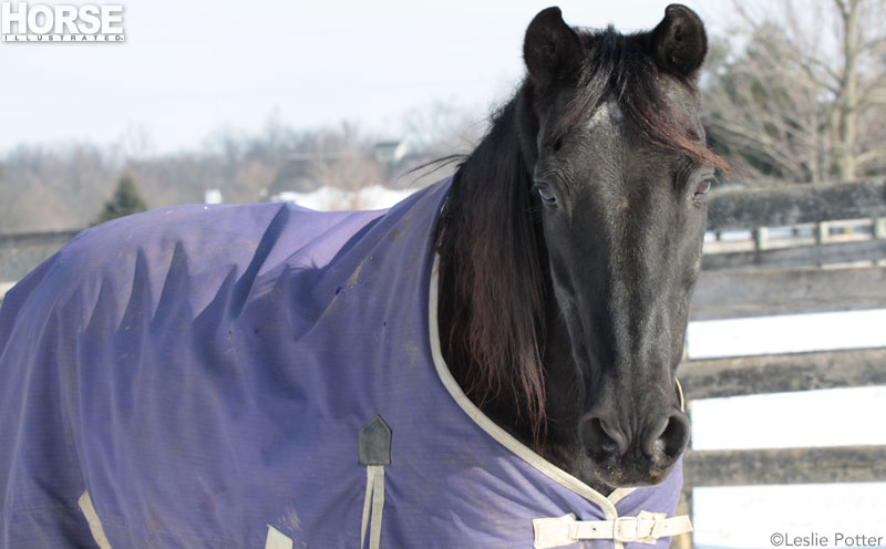 Horse Blankets