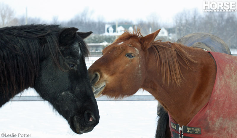 Winter Horses