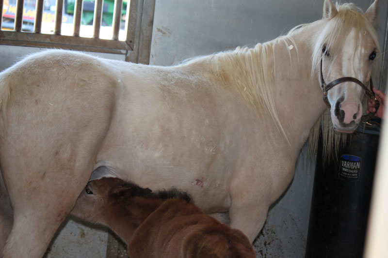 Welsh Pony Foal