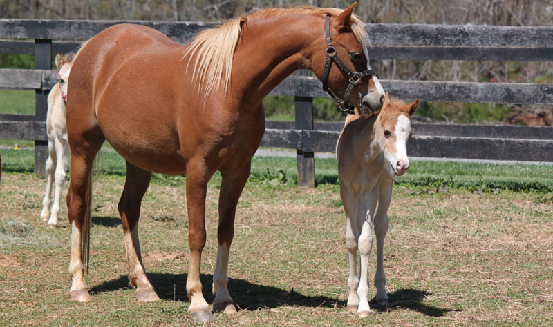 Welsh Pony Foal