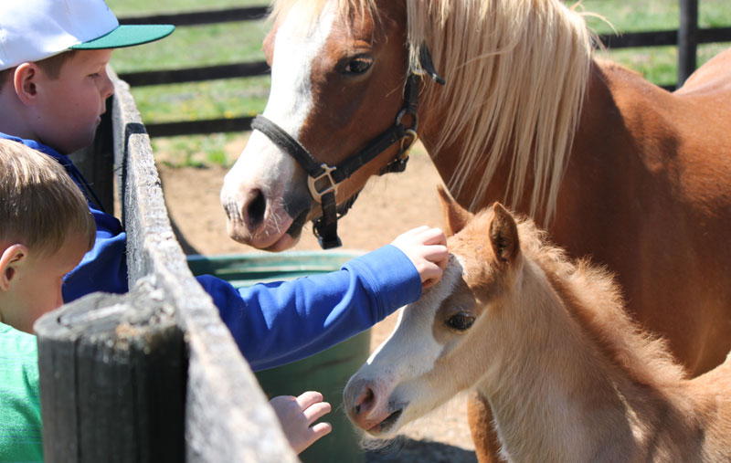 Welsh Pony Foal