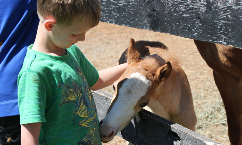 Welsh Pony Foal