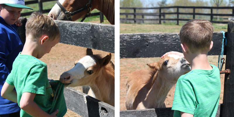 Welsh Pony Foal