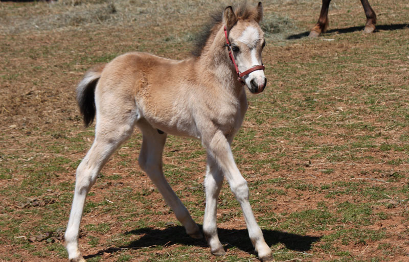 Welsh Pony Foal