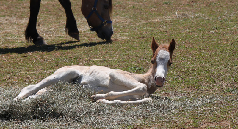 Welsh Pony Foal