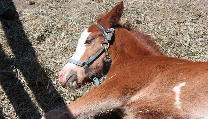 Welsh Pony Foal