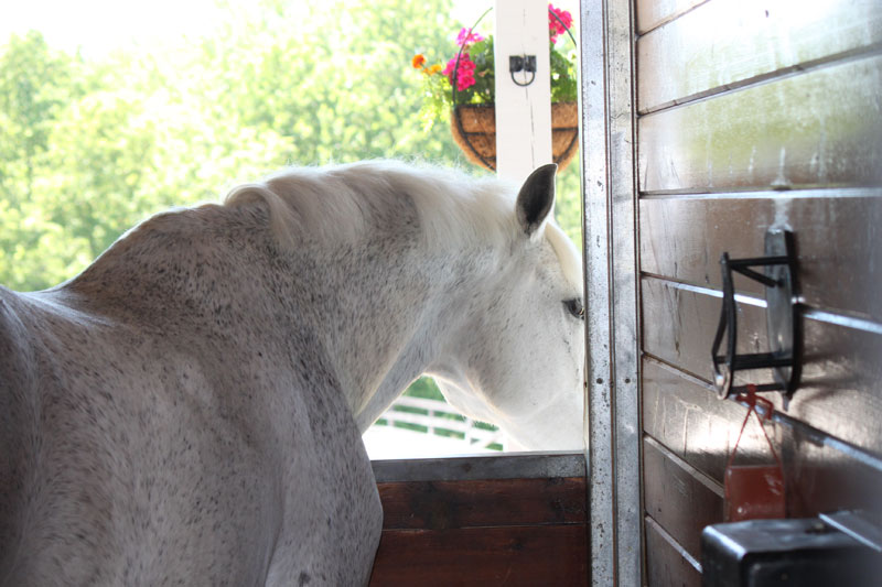 Barn Tour