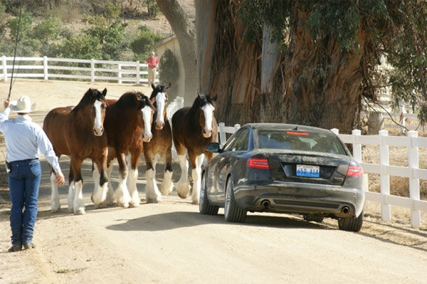 Clydesdales