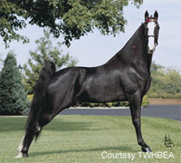 The TWHBEA will research the gait of the Tennessee Walking Horse