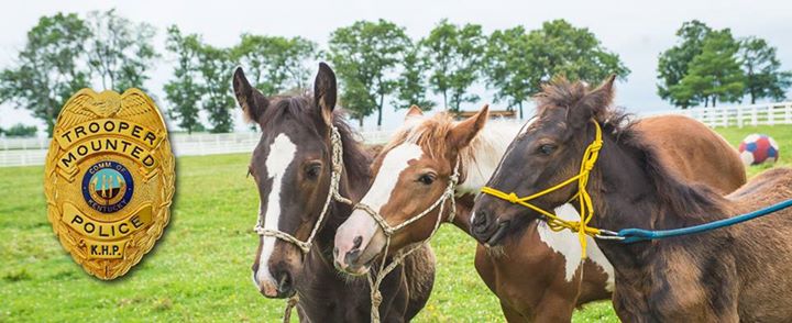 Kentucky Horse Park Foals