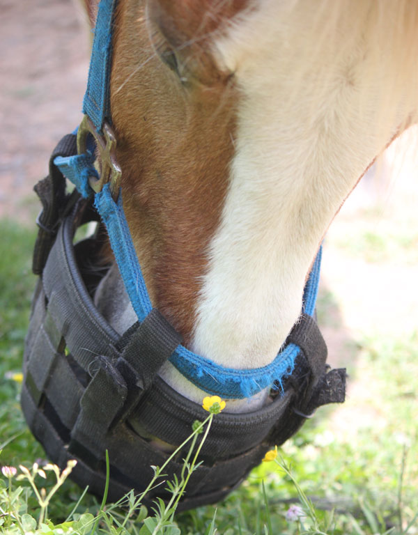 Grazing Muzzle