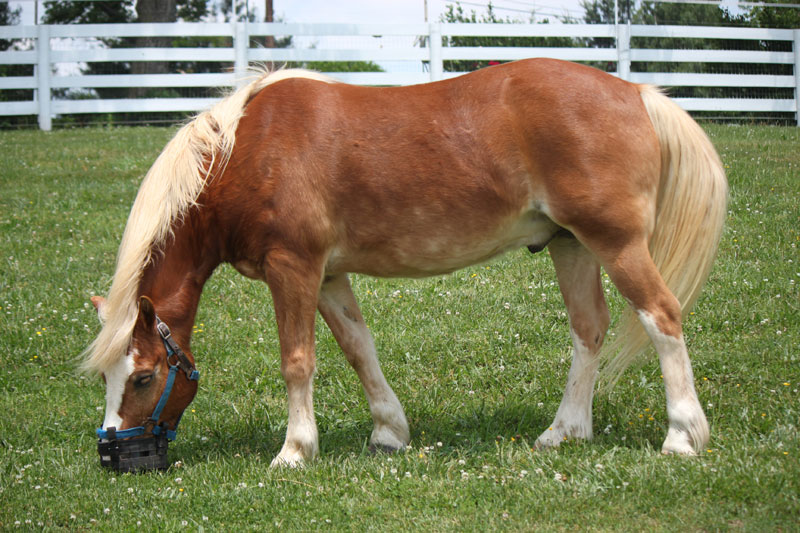 Grazing Muzzle