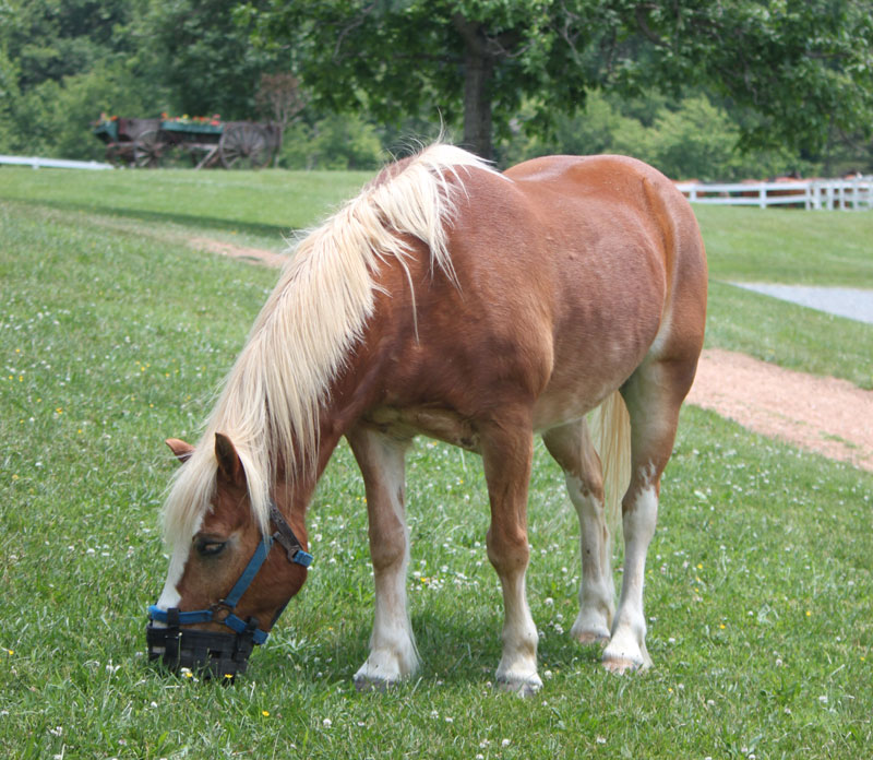 Grazing Muzzle