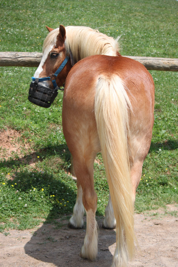 Grazing Muzzle