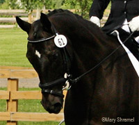 Thoroughbreds can register through the USDF All Breeds Program