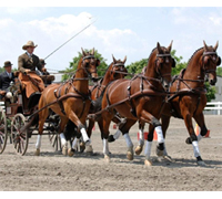 The 2008 Four-in-Hand Championships is being held in Beesd, The Netherlands