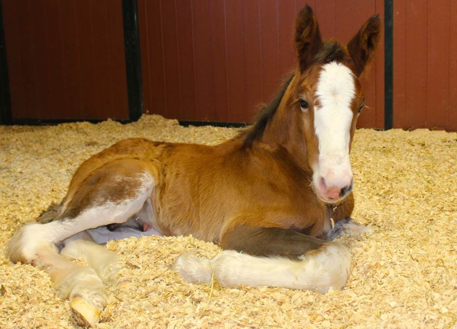 Moose the Clydesdale