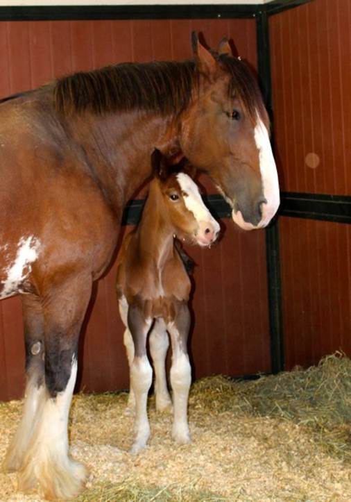 Moose the Clydesdale