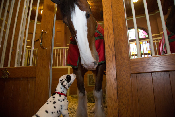 Barley the Dalmatian