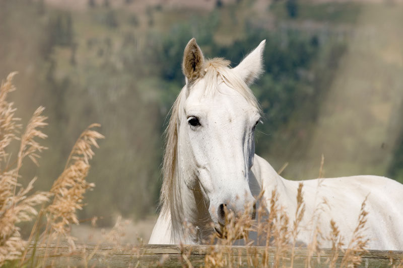 Gray Horse