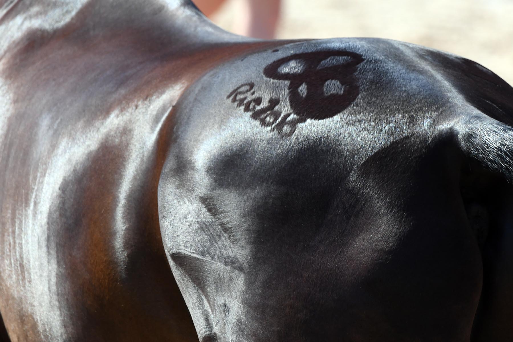 Rio Olympics Equestrian