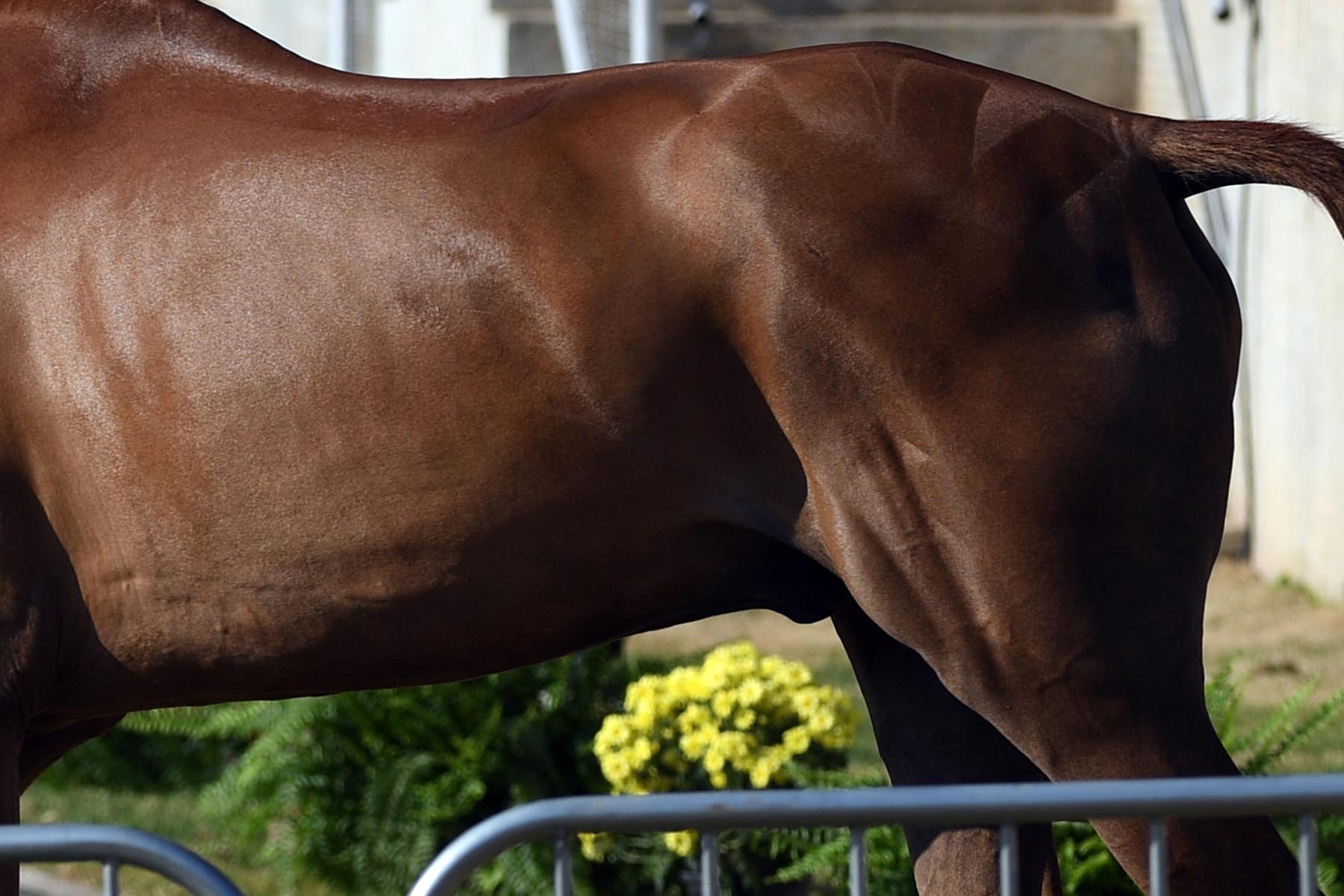 Rio Olympics Equestrian