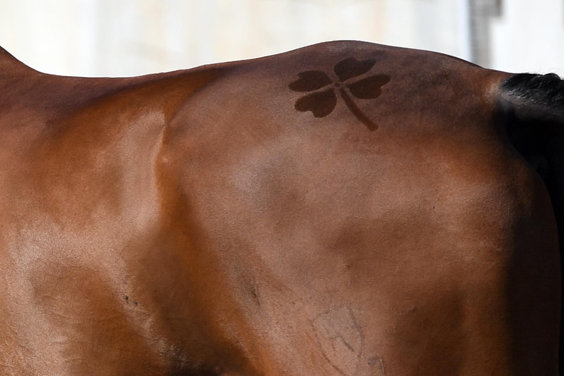 Rio Olympics Equestrian