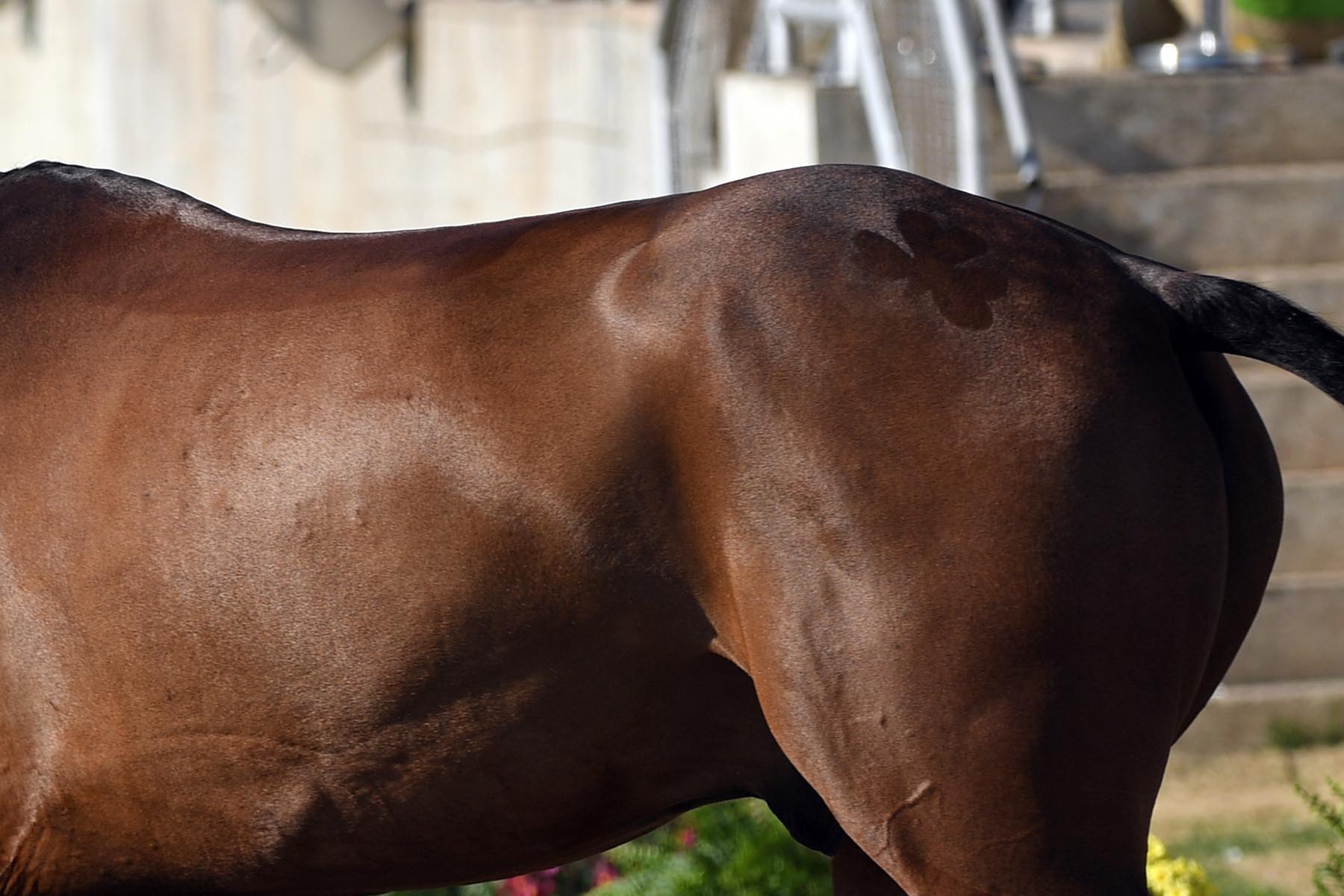 Rio Olympics Equestrian