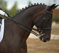 Dressage horse