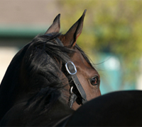 The 2008 Festivale of Endangered Equines is being held at the Kentucky Horse Park