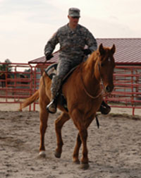 Fort Bragg's 36 horses are used for training and other jobs