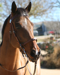 Even with intense training, horses can still be spooked