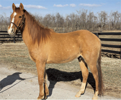 Shadow at the Kentucky Equine Humane Center