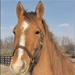 KyEHC Horse of the Week: Shadow