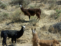 Life with Horses - When Llamas Attack
