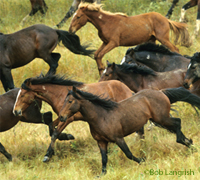 Gary Stanfill is donating his prize money to hippotherapy programs